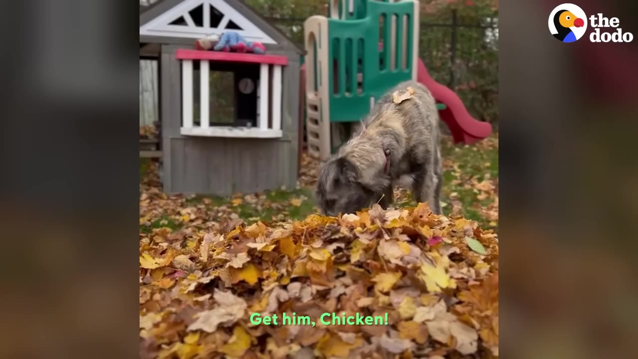 A large, scruffy grey dog sniffs a pile of yellow and brown autumn leaves in a backyard with a playhouse in the background.