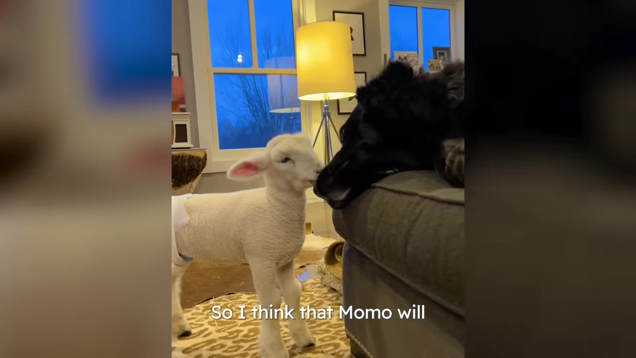A small white lamb touching noses with a large black dog resting its head on a couch.