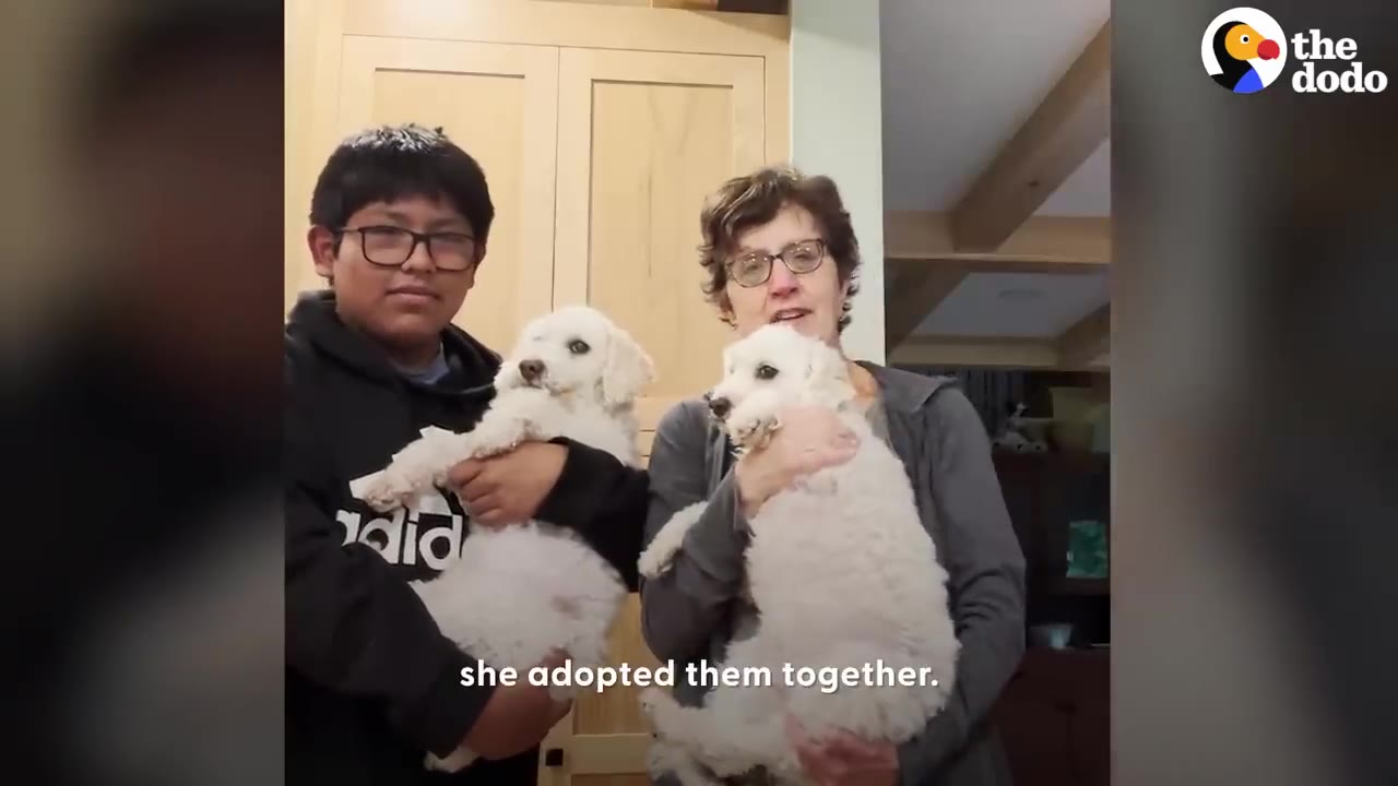A woman and a young boy standing side-by-side indoors, each holding one of the small white dogs.