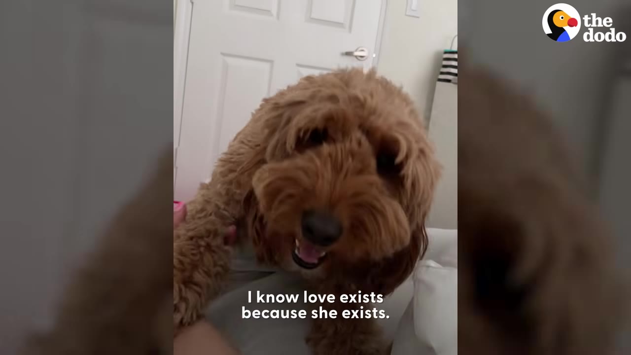 A fluffy brown dog looking happily towards the camera while indoors.