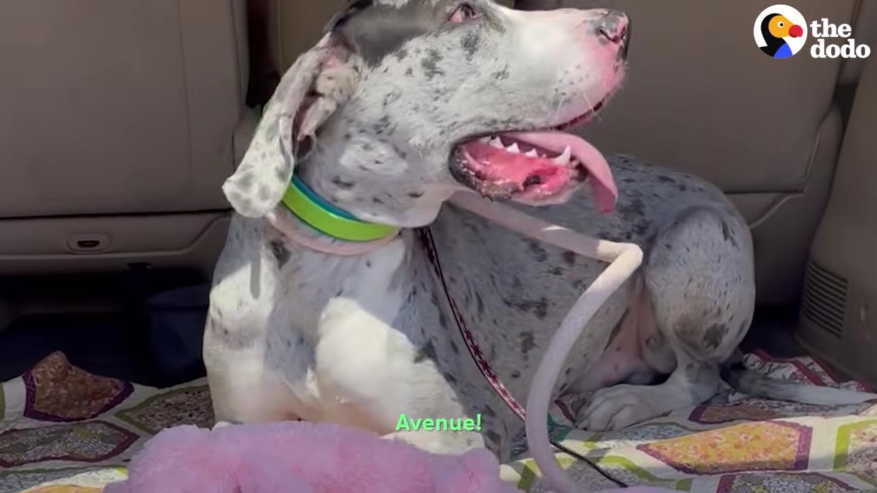 A gray and white speckled Great Dane mix wearing a bright green collar lies happily in the back of a vehicle with its tongue panting out.