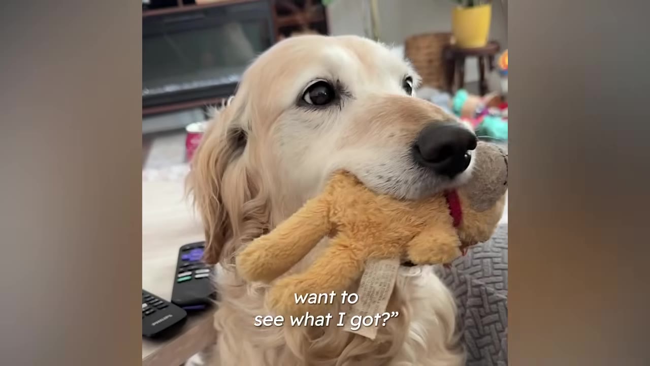 A close-up of a golden retriever holding a plush toy in its mouth, looking up with bright, clear eyes.