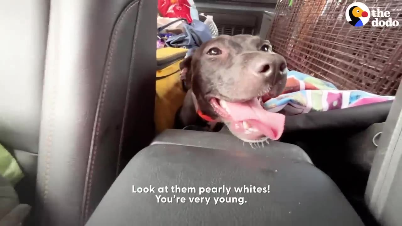 A dark grey dog sticking its tongue out and smiling happily while looking up from the back seat of a car.