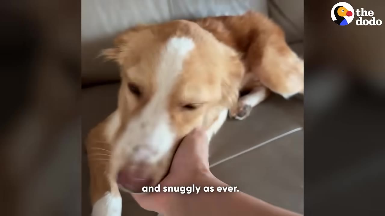 A close-up of a tan and white dog resting its head in a person's hand while lying on a couch.