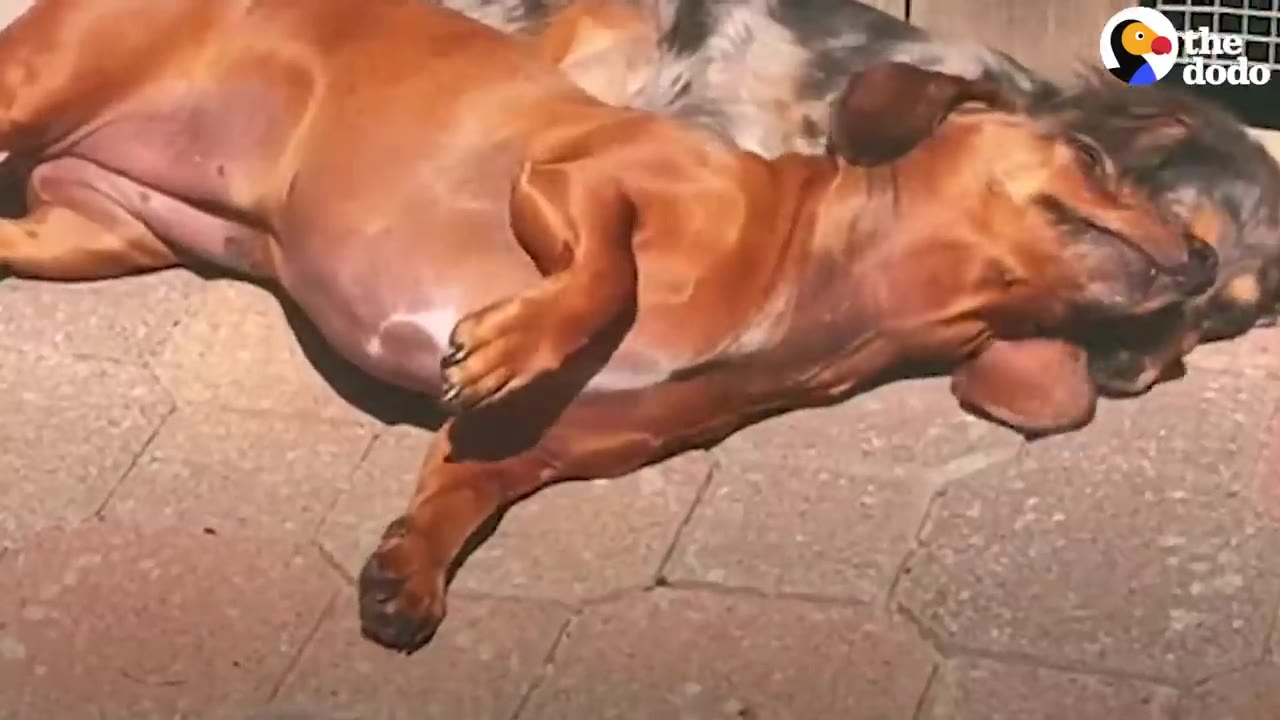 A brown dachshund lying on its back on outdoor stone pavers in the sunshine.