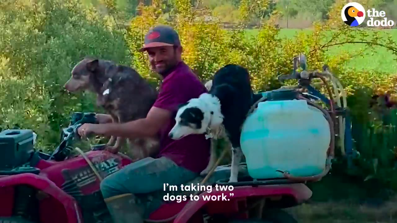 A man smiling while riding a red ATV outdoors with two dogs perched on it.