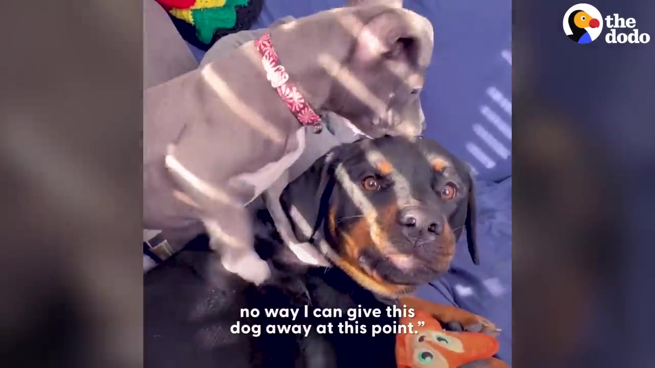A small grey puppy gently stands over a Rottweiler lying down on a bed.