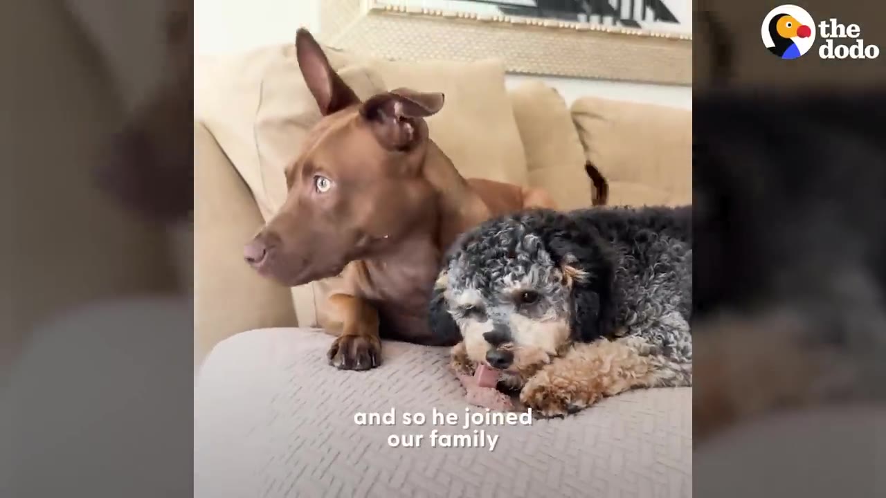 A brown short-haired dog and a small grey-and-black curly-haired dog lying together on a beige couch.