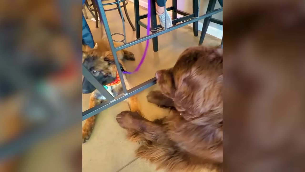 A fluffy brown dog lying on the floor looking toward another dog lying under metal barstools.