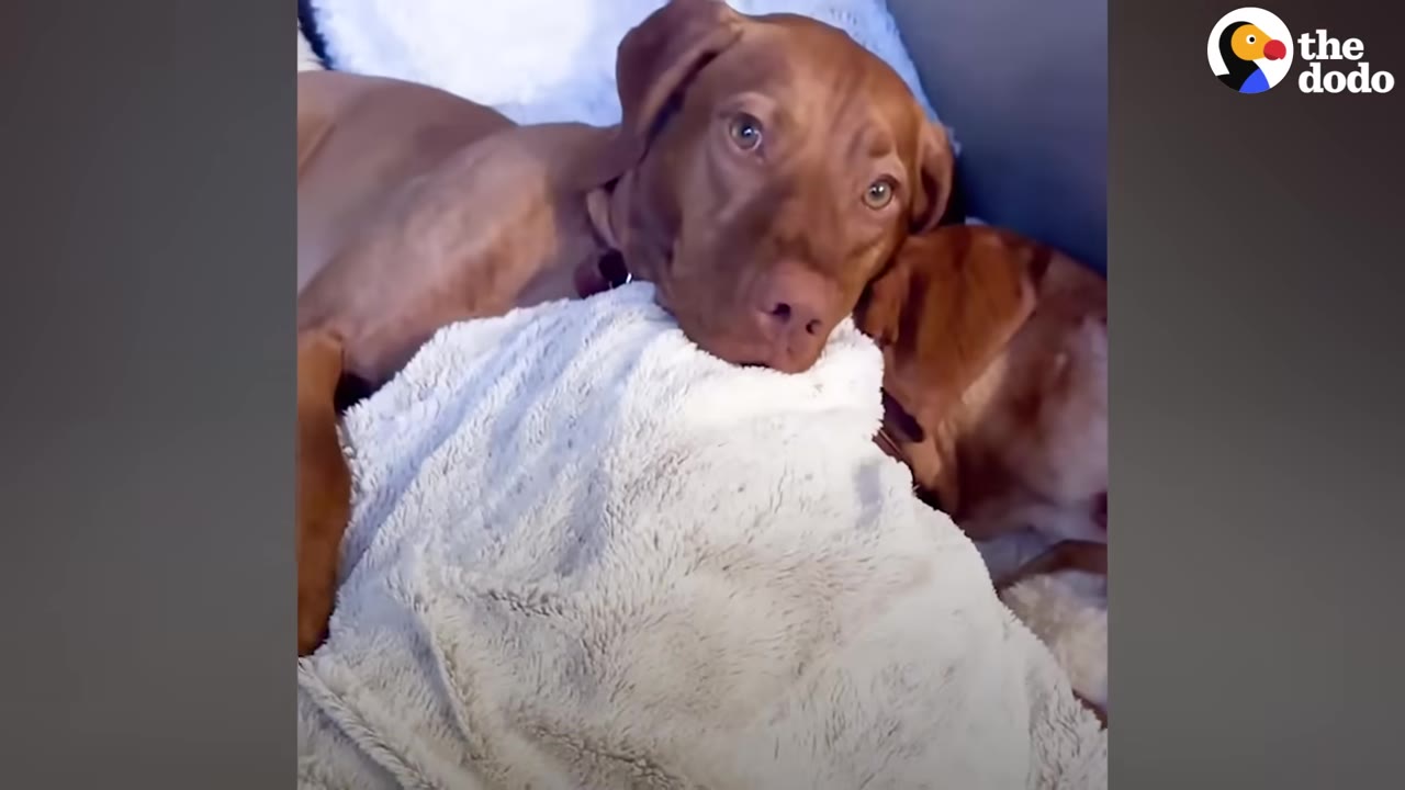 Two brown dogs resting together under a soft white blanket.