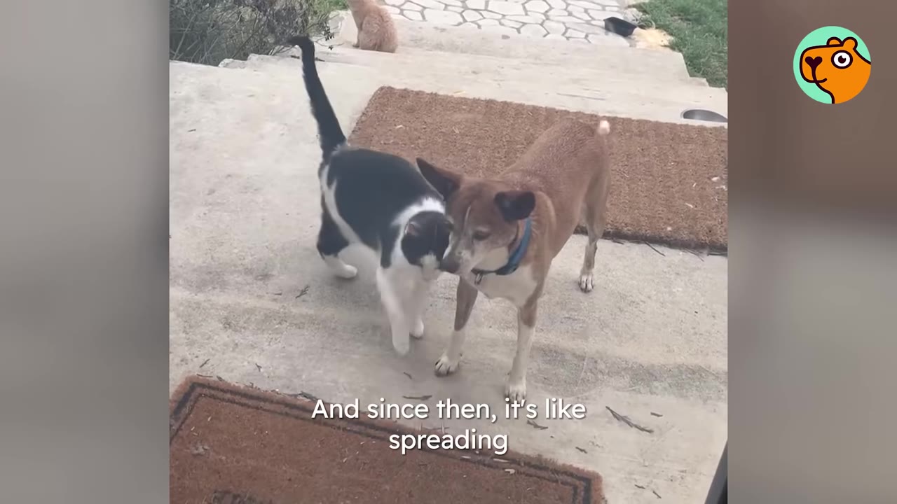 A black and white cat rubs its head affectionately against a light brown dog wearing a blue collar outdoors on concrete steps.