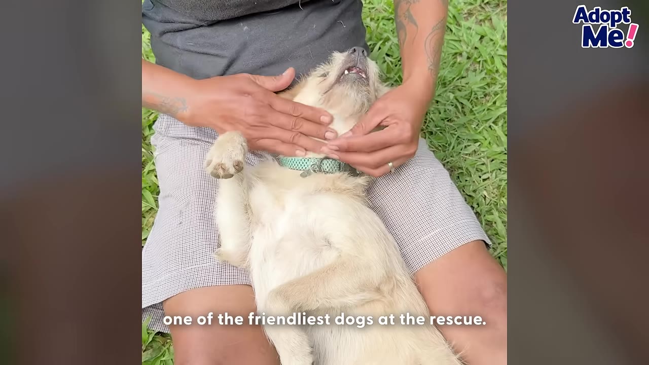 A small, light-colored scruffy puppy lies happily on its back in a person's lap, receiving gentle chin scratches and pets.