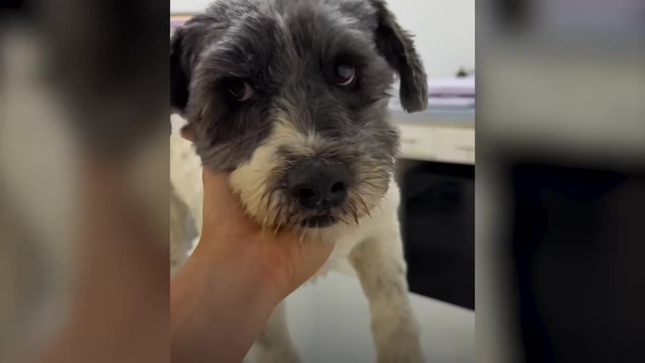 A close-up shot of Emmy the grey and white dog looking gently into the camera while a person's hand holds her chin in a veterinary setting.