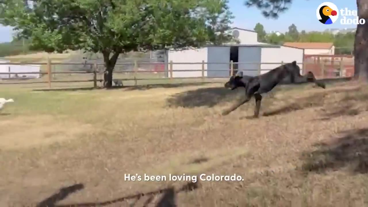 A black dog leaping through a grassy open field near a fence and white barn.