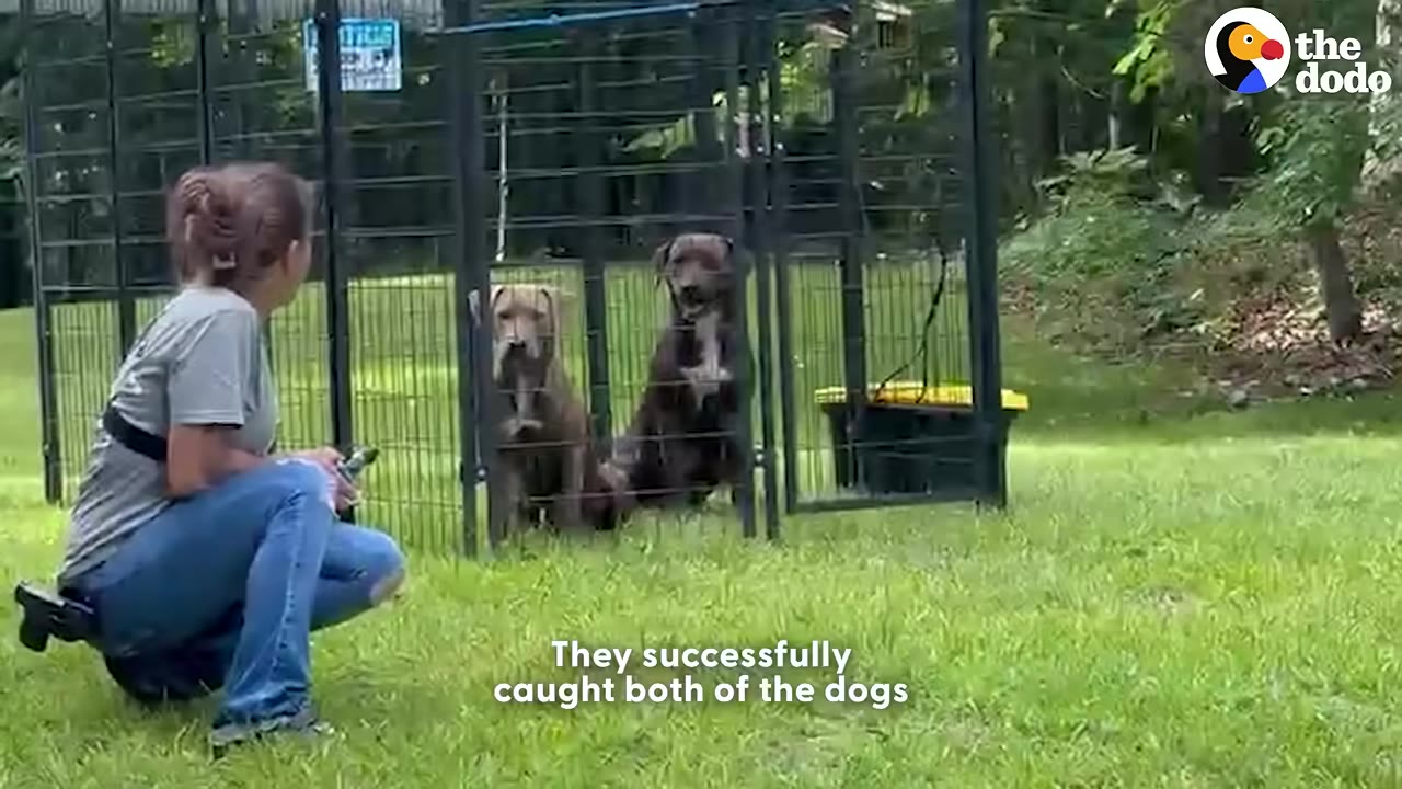 A woman in a grey t-shirt and blue jeans crouches on a grassy lawn, looking at two dogs safely secured inside a large black metal cage trap.