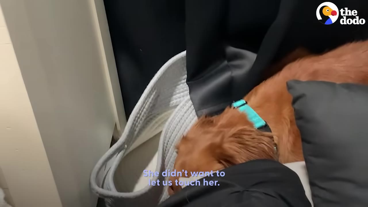 A golden dog wearing a bright blue collar rests her head near a grey woven basket and a dark curtain.