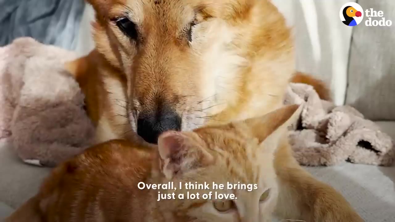 A senior tan dog gently nuzzles an orange tabby kitten resting on a couch.