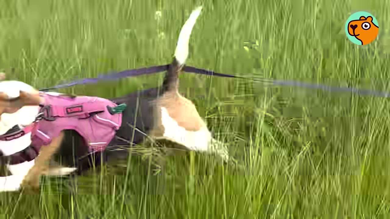 A dog wearing a pink harness on a leash running through tall green grass.