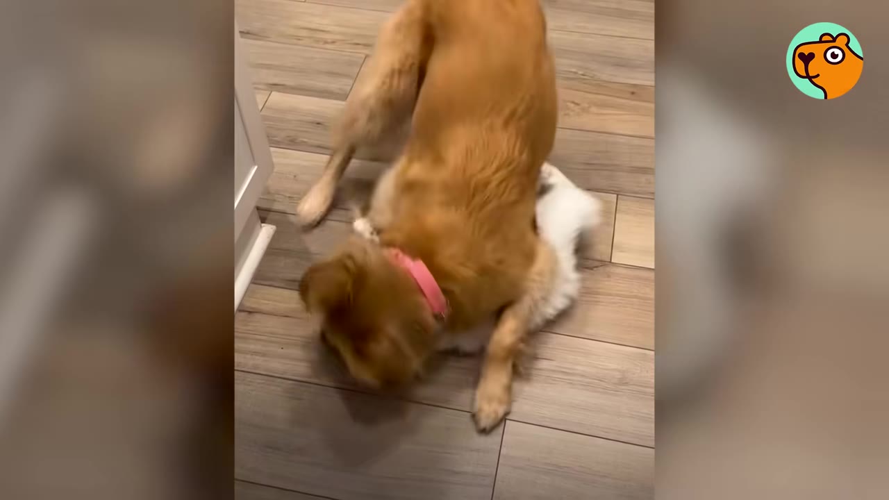 A golden dog playfully leans down over a small white kitten on a wooden floor.