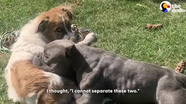 Texas Rescue Dog Takes A Foster Puppy Under His Wing, Then Their Roles Suddenly Reverse