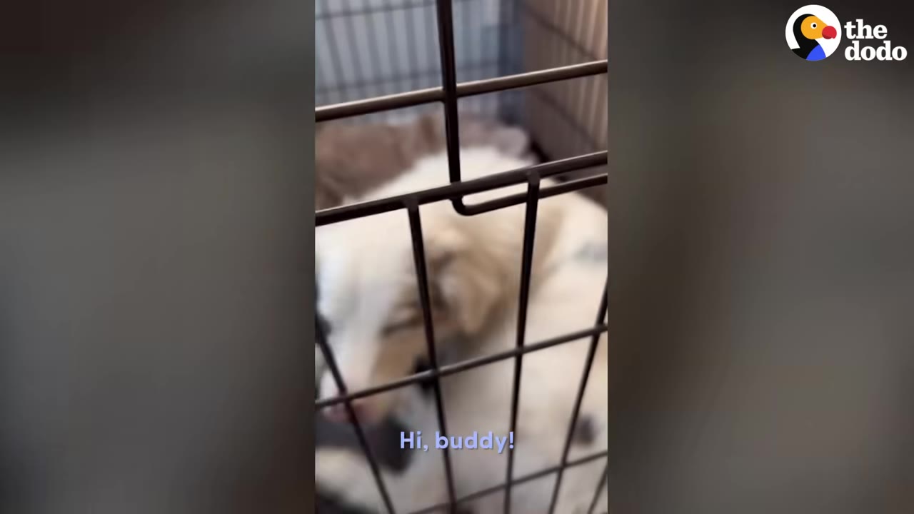 A dark-furred dog's snout nudges a sleeping white dog through the metal bars of a crate.