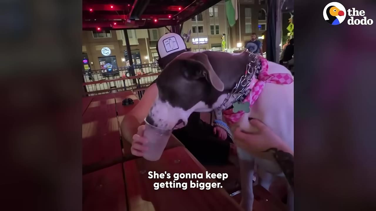 A large grey and white dog wearing a pink bandana and a metal collar stands next to a wooden table while a person holds a plastic cup for her.