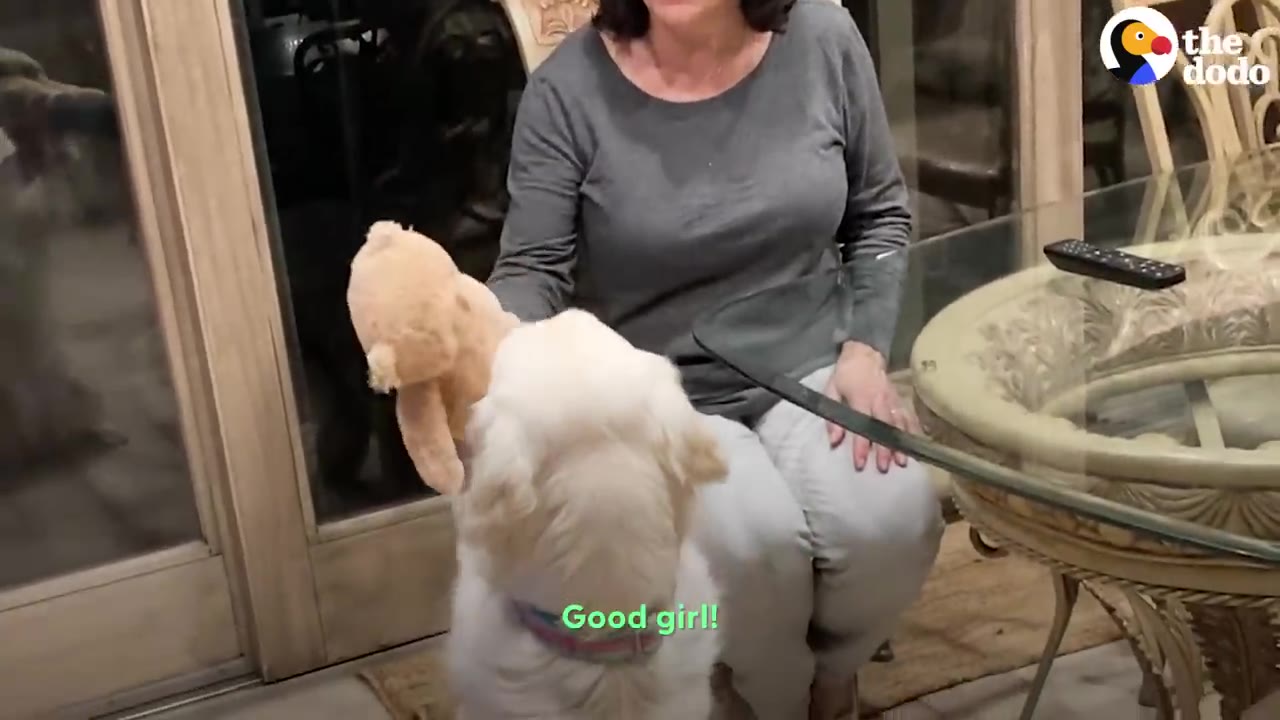 A woman sitting down hands a repaired tan teddy bear to a fluffy white dog who is looking up eagerly.