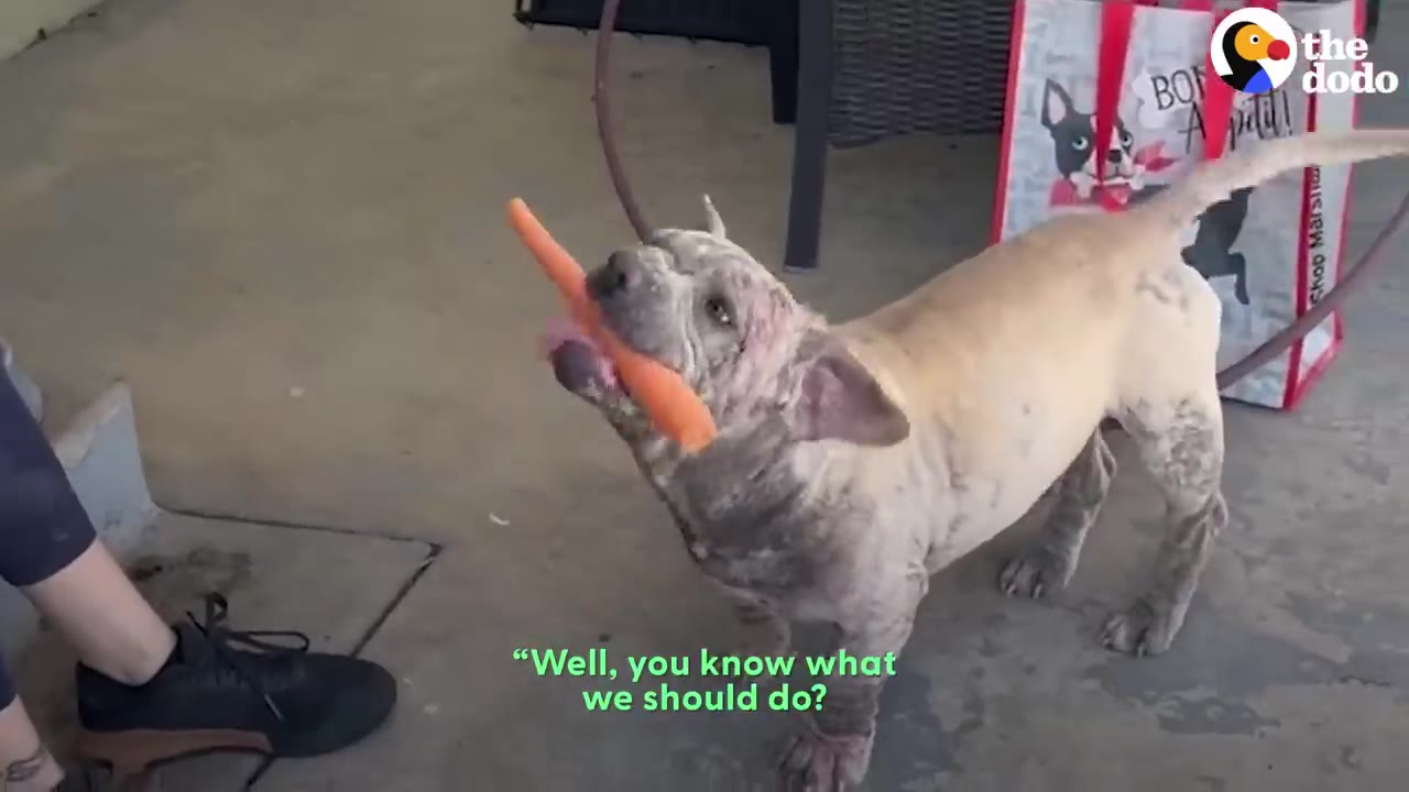 A light brown dog holding a whole orange carrot in its mouth.