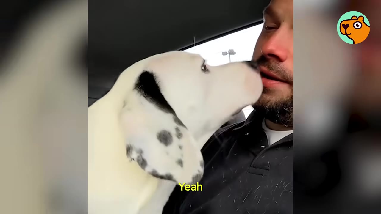 A white dog with black spots gently nuzzling a man's face inside a car.