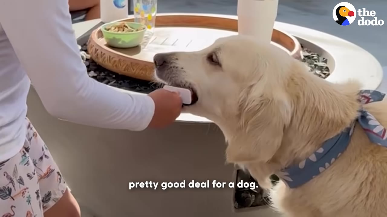 A golden retriever wearing a blue bandana gently takes a treat from a child's hand.