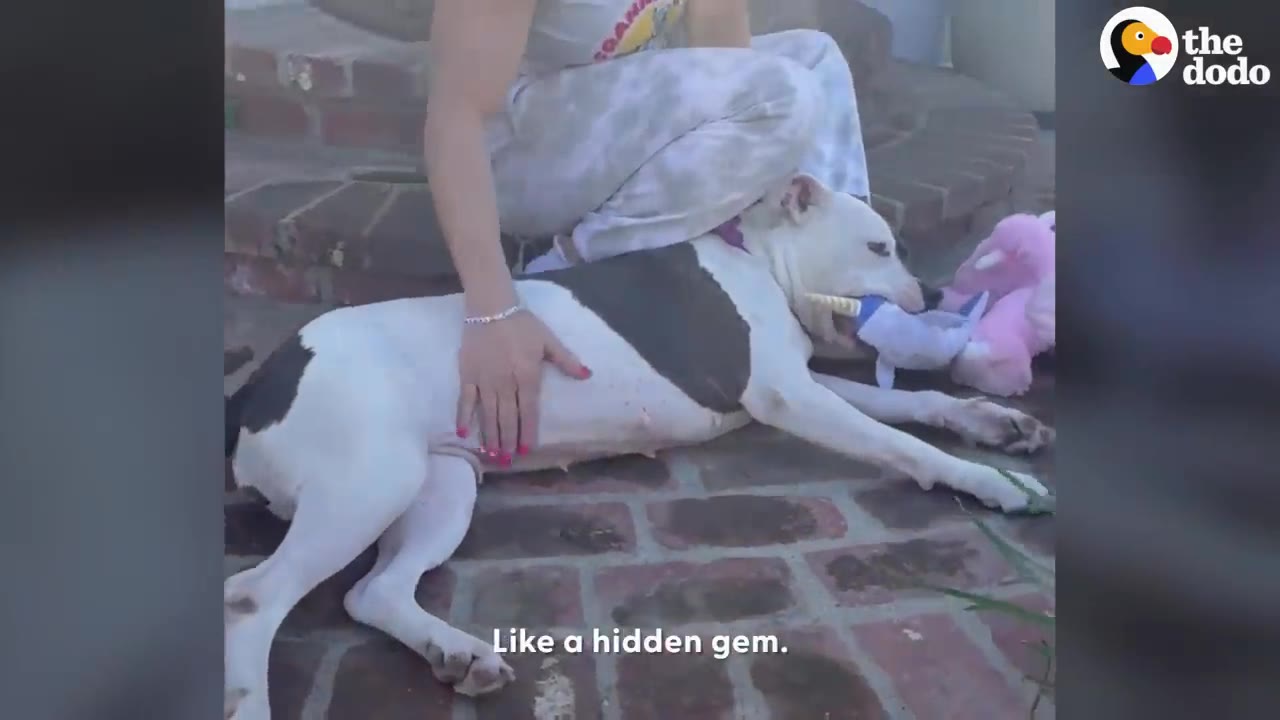 A black and white dog lying on brick steps holding a plush narwhal toy next to a pink stuffed animal while a person pets her belly.