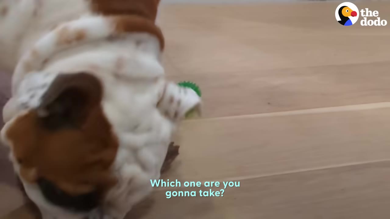 A brown and white bulldog looking down at objects on a wooden floor with subtitle text reading 'Which one are you gonna take?'