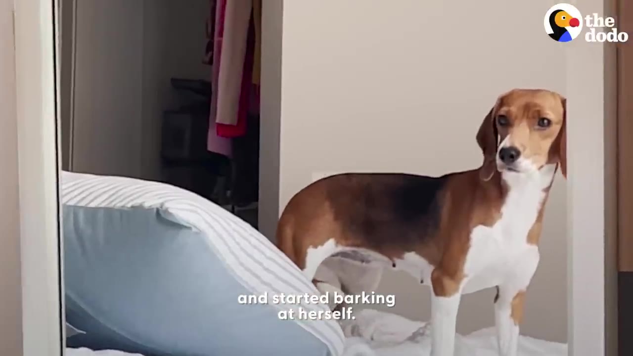 A beagle stands on a bed looking at its reflection in a mirror.