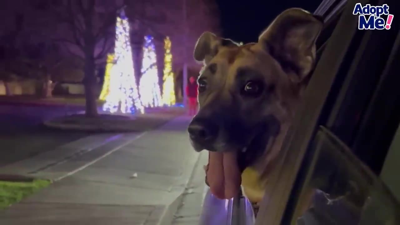 A brown dog sticking its head out of a car window with its tongue out at night near lit Christmas trees.
