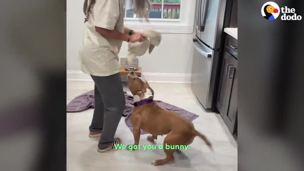 A person holding up a stuffed bunny toy for a brown and white dog in a kitchen.