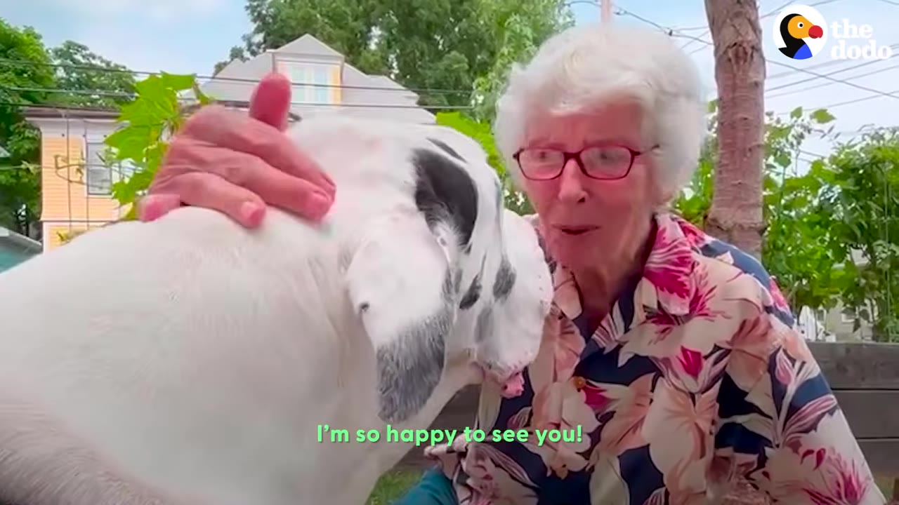 An elderly woman with white hair and glasses smiling warmly as she pets a large white Great Dane outdoors.