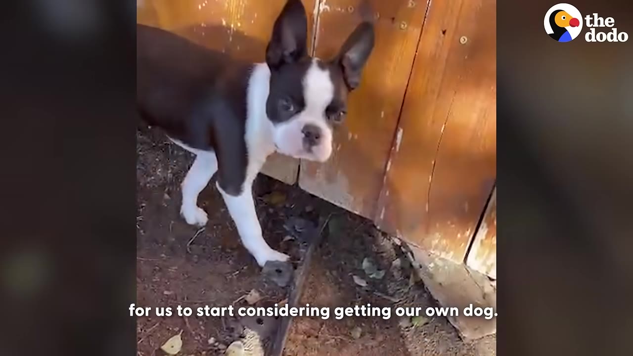 A black and white Boston Terrier puppy stands on dirt next to a wooden fence, looking directly at the camera.