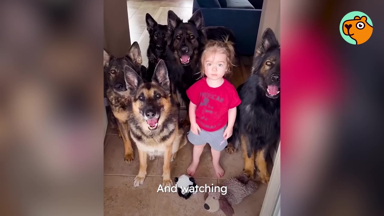 A young girl in a red shirt standing in a hallway surrounded by five large German Shepherds.