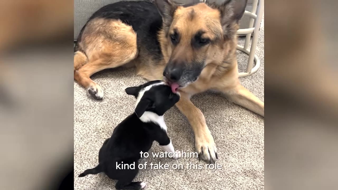 A German Shepherd lying on a carpeted floor gently licks a small black-and-white puppy.