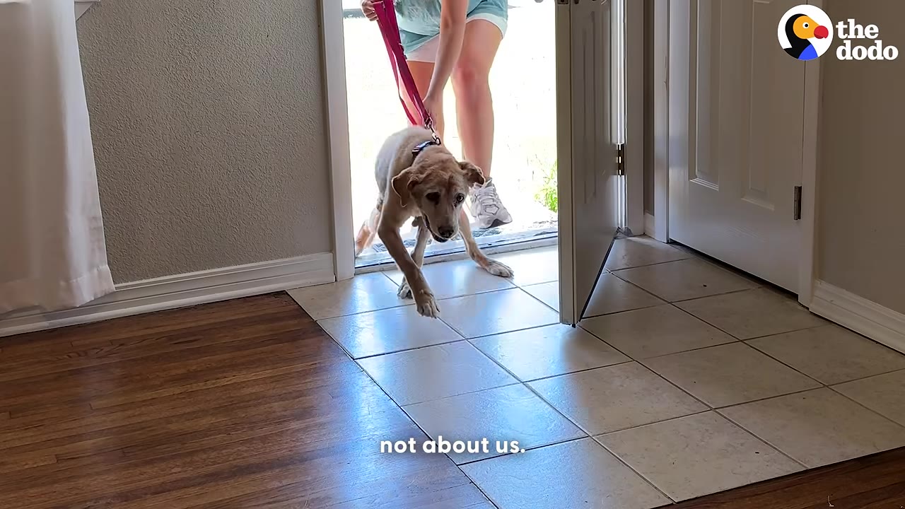 A senior light-colored dog is led through a front doorway on a pink leash, looking directly forward with a gentle expression.