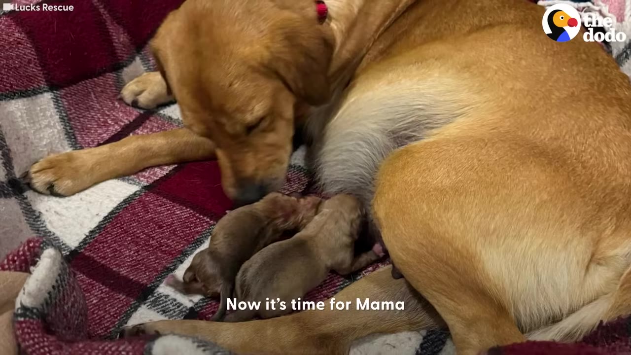 A golden-colored dog lies on a red and white plaid blanket, gently tending to two tiny newborn puppies.