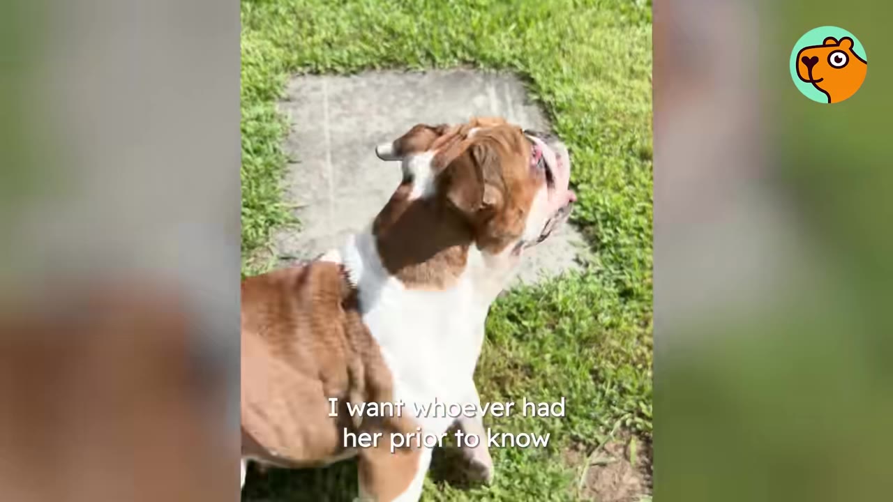 A brown and white bulldog standing outdoors on a grassy lawn looking upward.