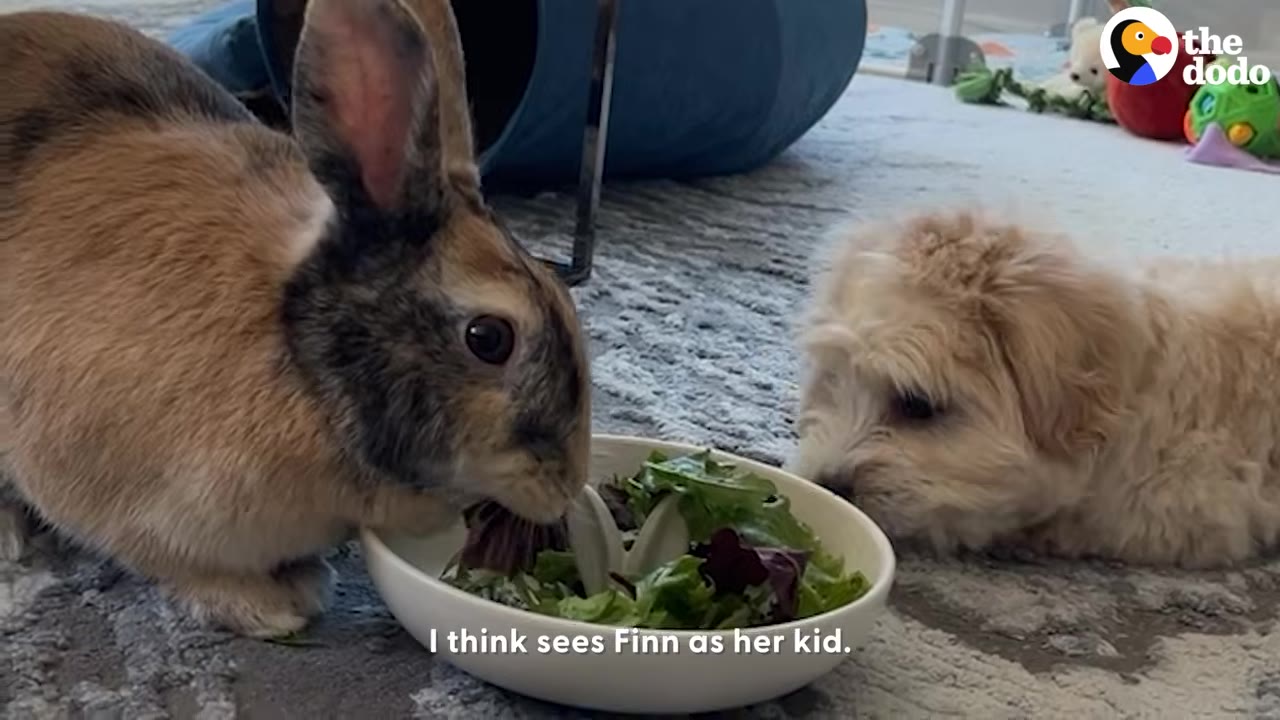A brown bunny eating leaves from a white bowl next to a small, fluffy puppy watching closely.