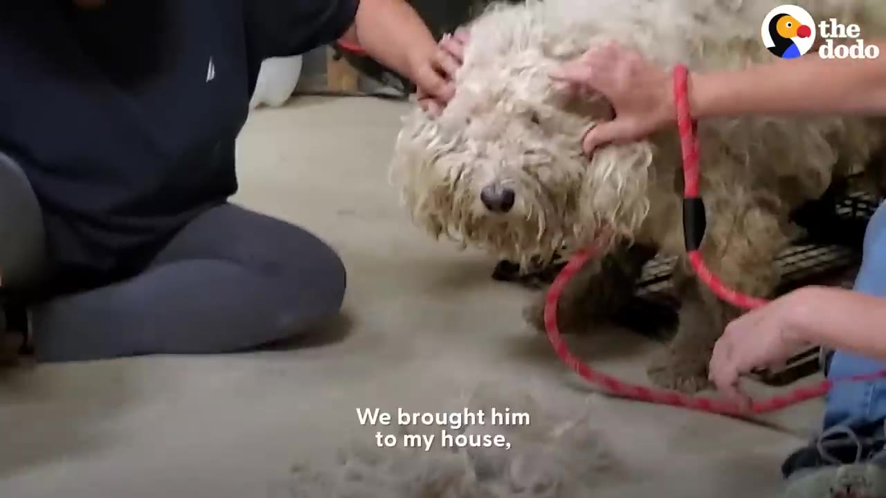 A heavily matted fluffy dog sits indoors on the floor while two people gently touch its head and face near a red leash.