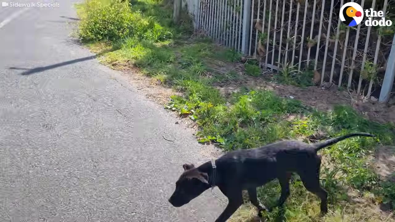 A black dog walks along a paved pathway next to a grassy edge and a metal fence.