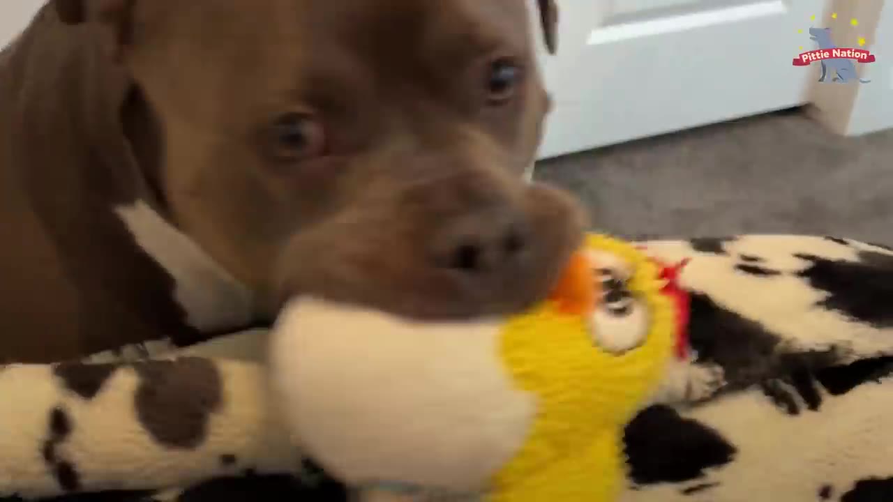 A brown pit bull lying down on a spotted dog bed while holding a plush yellow chicken toy in his mouth.