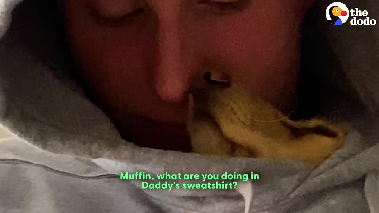 A close-up of a small golden dachshund puppy snuggled inside the collar of a grey hooded sweatshirt worn by a man.