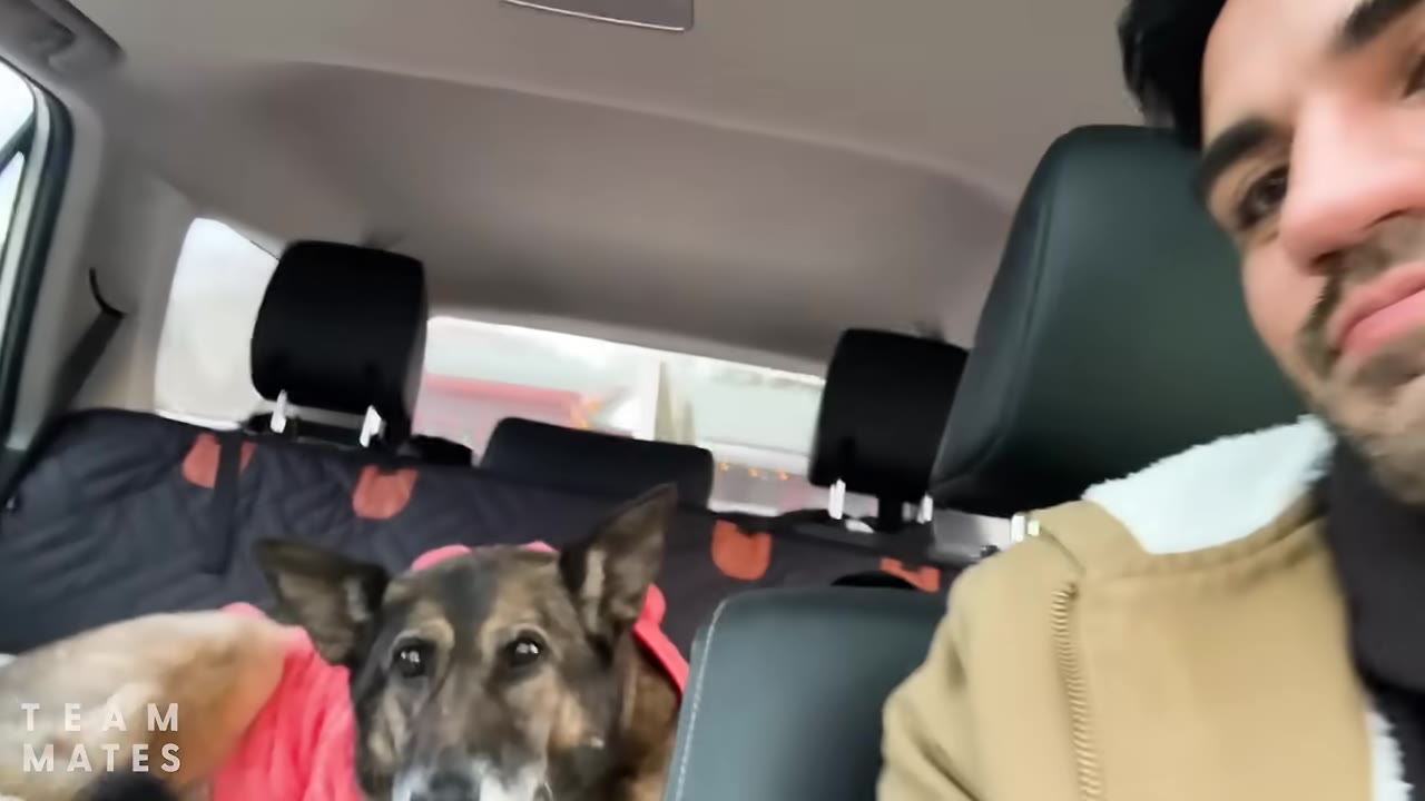 A man and his dog, wearing a pink sweater, sitting inside a car together.