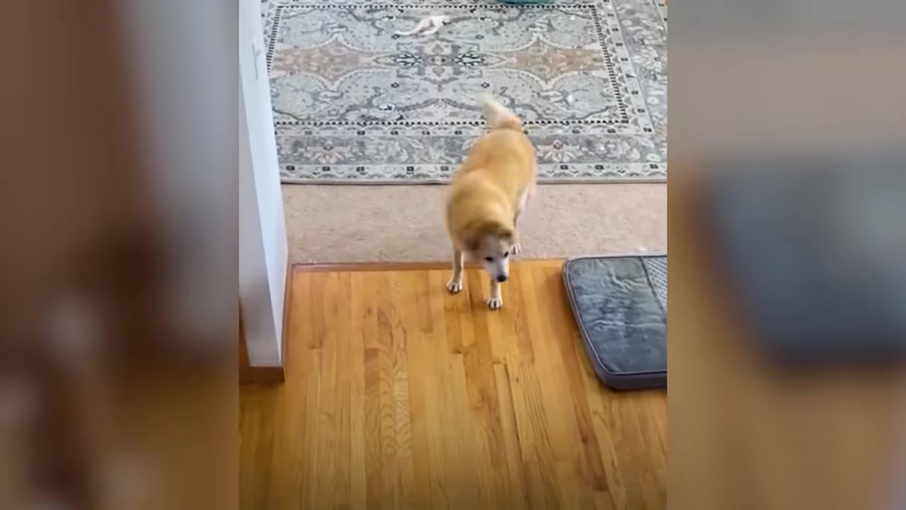 A senior tan dog standing on a wooden floor inside a home, looking down.