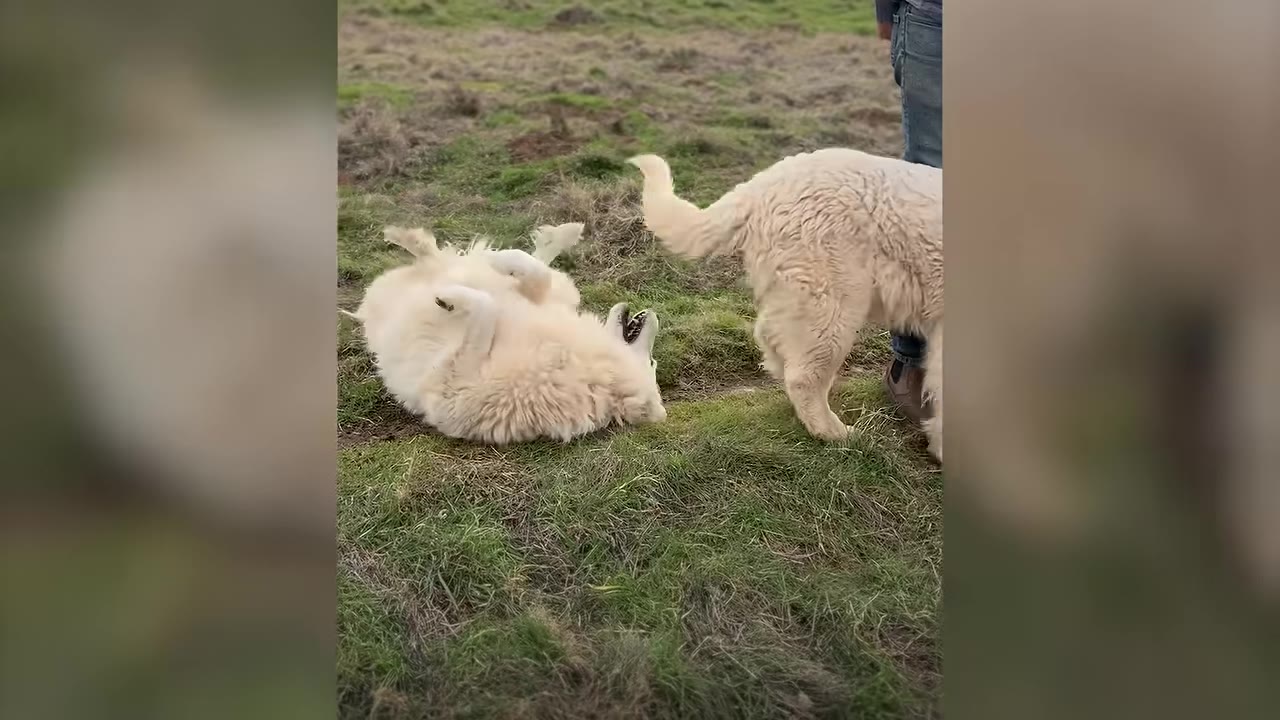 A large white dog rolls playfully on its back in a grassy field next to another white dog standing near a person.